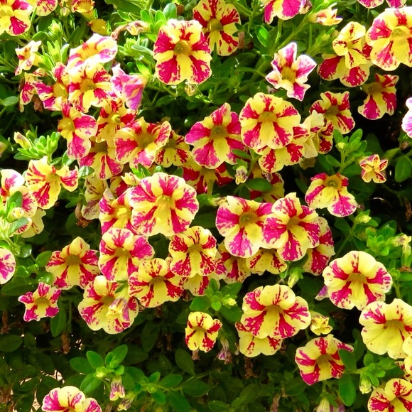 🦋SHOPTIME!🦋 - Picture 6 of 14